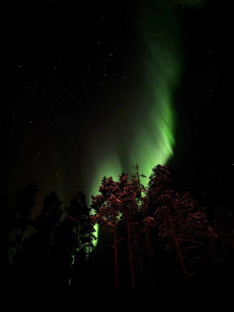 Aurora boreal sobre un bosque nevado