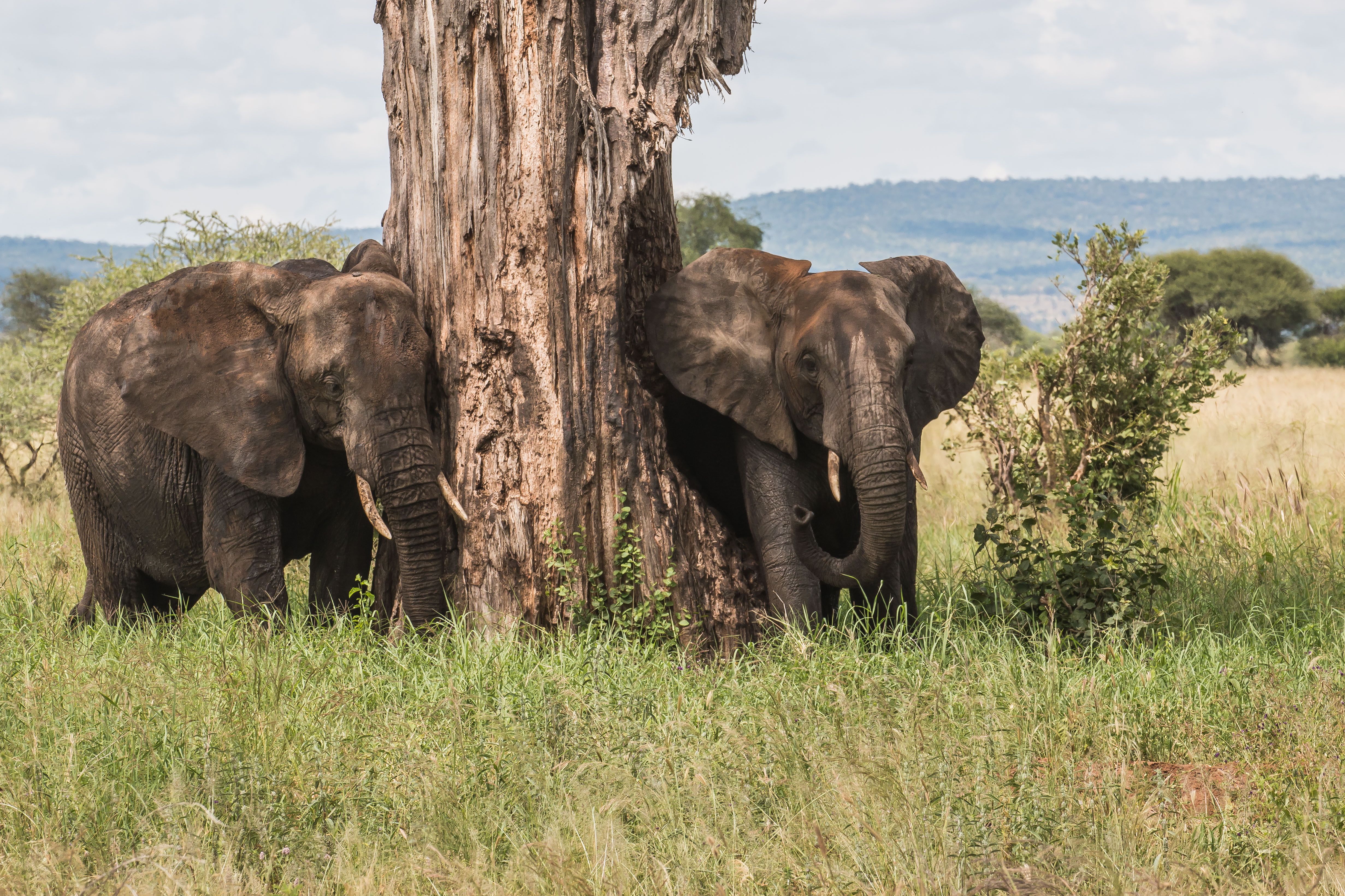 Tanzania