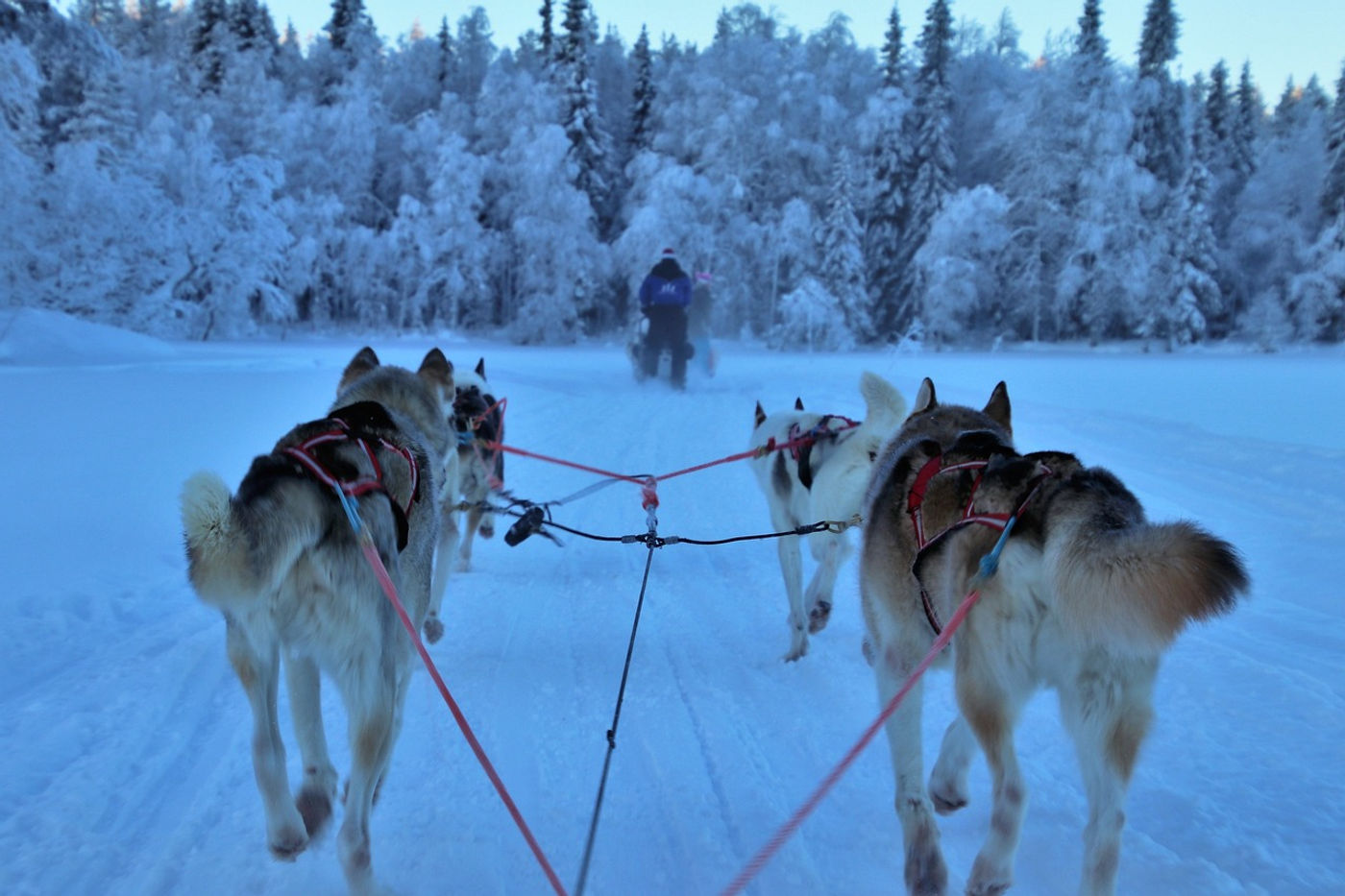 Paseo en trineo con perros huskies en la nieve de Noruega