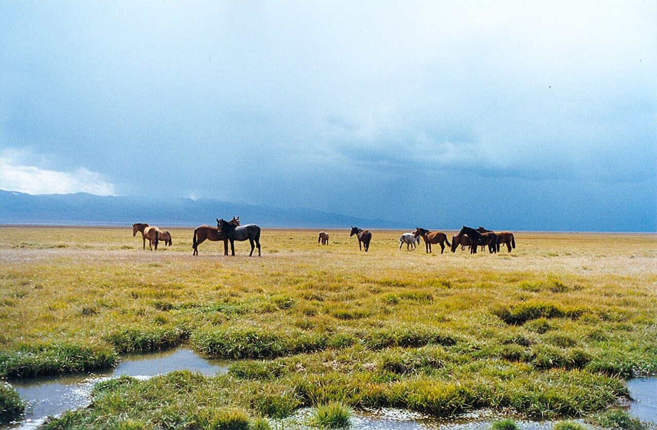 Caballos junto al lago Song-Kul en Kirguistán