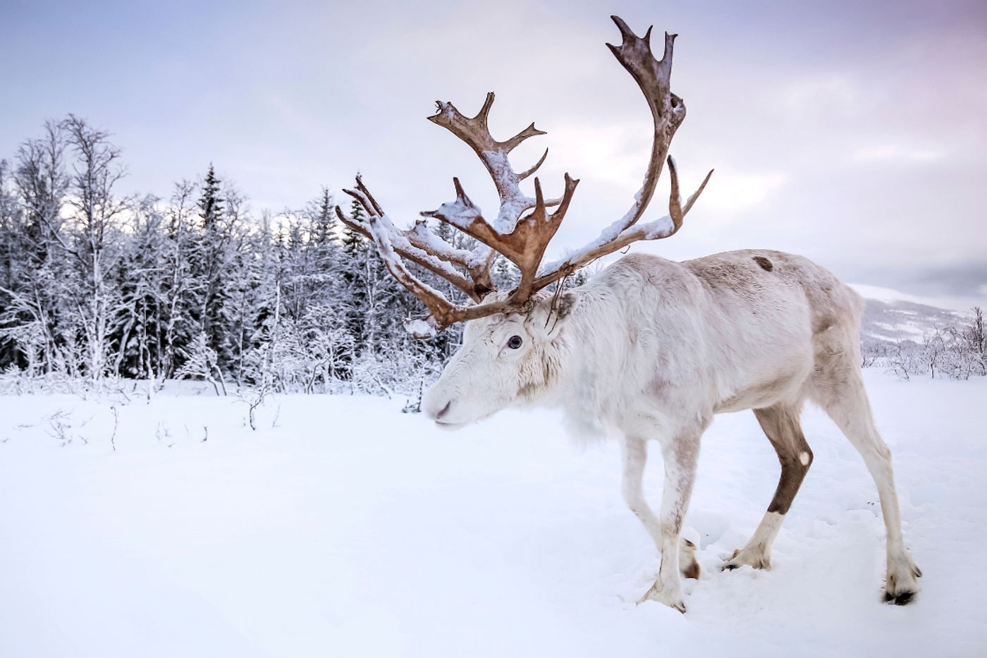 Reno en una granja Sami del norte de Noruega